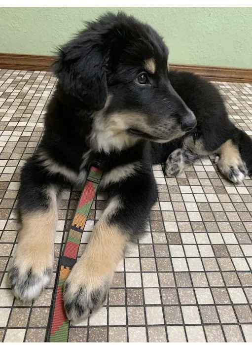 Kimberly Pines Veterinary Hospital 12