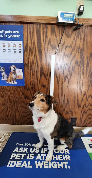 Kimberly Pines Veterinary Hospital: Buckingham Alinda DVM 1