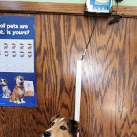Kimberly Pines Veterinary Hospital: Buckingham Alinda DVM ico