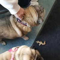 Bell Animal Hospital ico