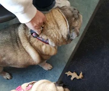 Bell Animal Hospital