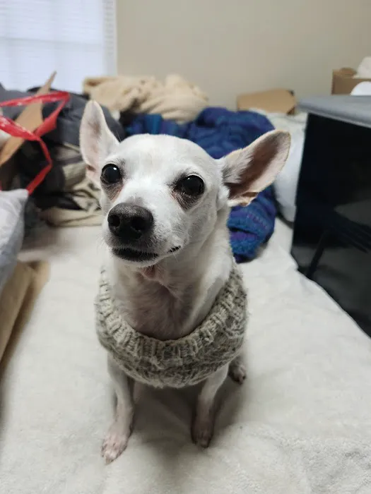 Bell Animal Hospital 4