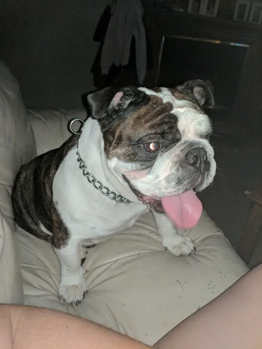 Bell Animal Hospital 9