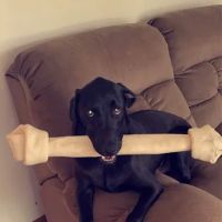 Precious Paws Veterinary Hospital ico