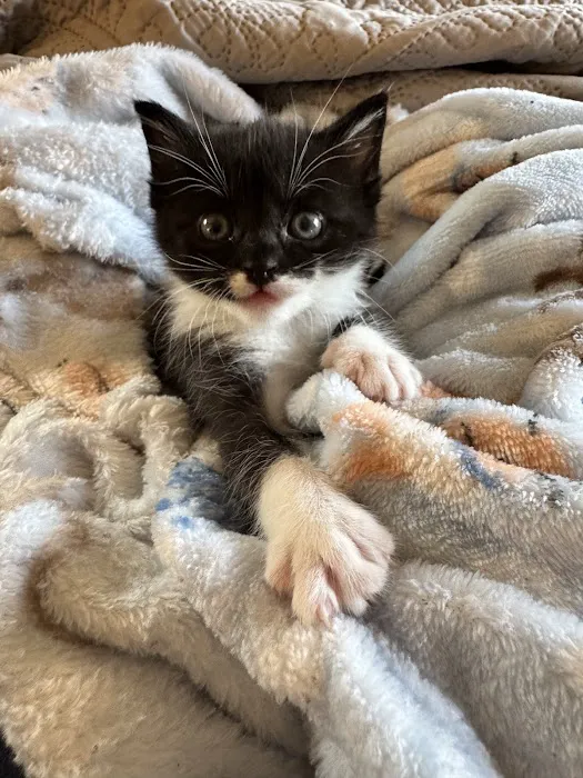 Cat Clinic of the Quad Cities 12