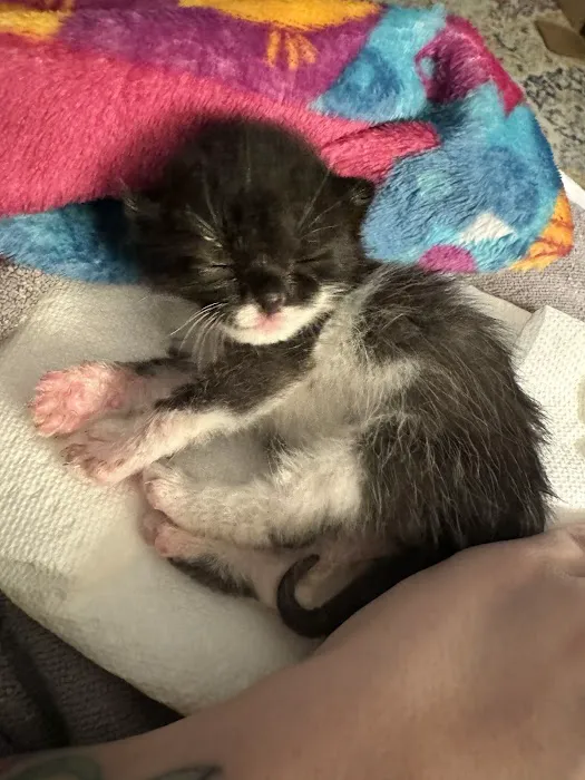 Cat Clinic of the Quad Cities 12