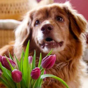 Dayton Animal Clinic, LLC 12