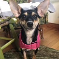 Wag Veterinary ico