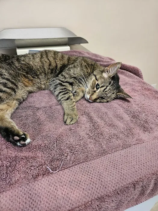All Pets Veterinary Hospital 1