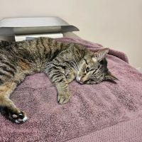 All Pets Veterinary Hospital ico