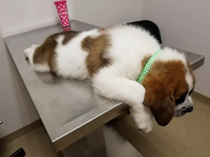 Hopewell Animal Hospital 12