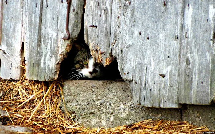 Hopewell Animal Hospital 12