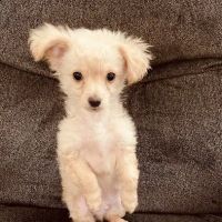 VCA Animal Care Associates ico