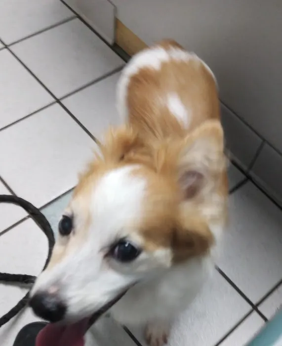 VCA Animal Care Associates 12