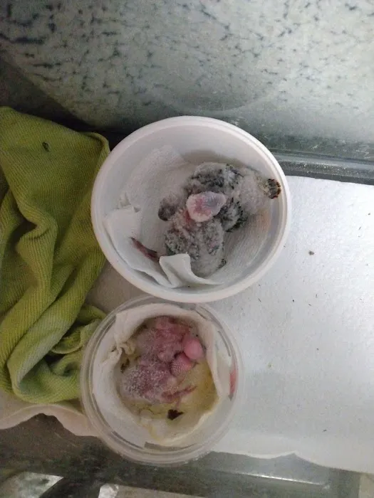 Sherry's Handfed Bird Babies 4