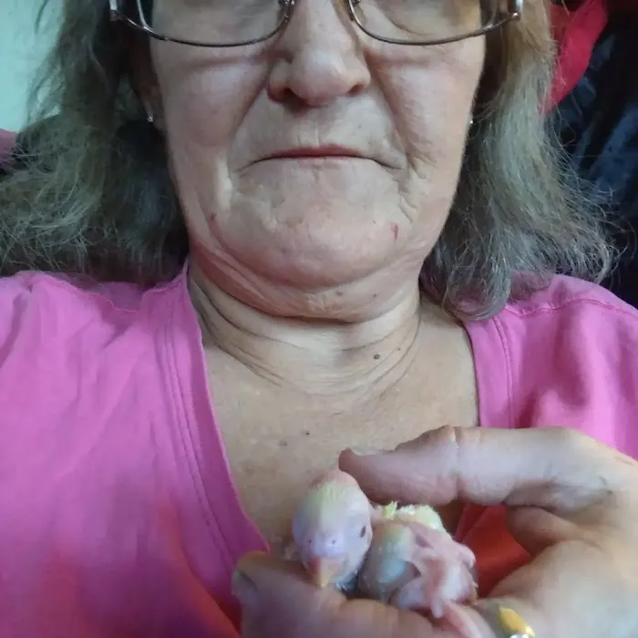 Sherry's Handfed Bird Babies 3