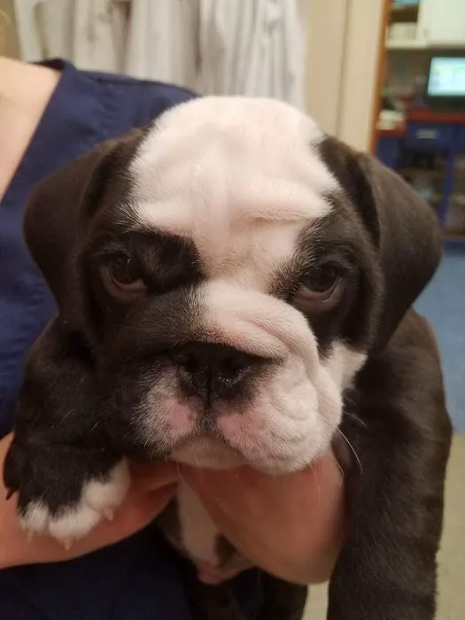 Chester Animal Clinic 10