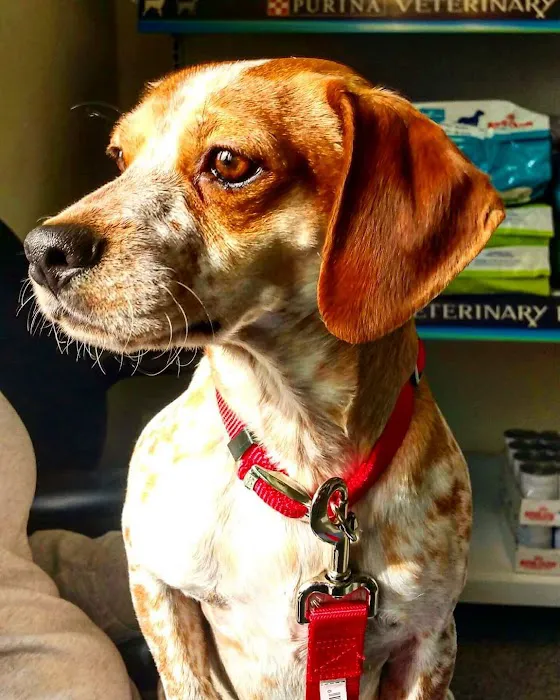 Chester Animal Clinic 6