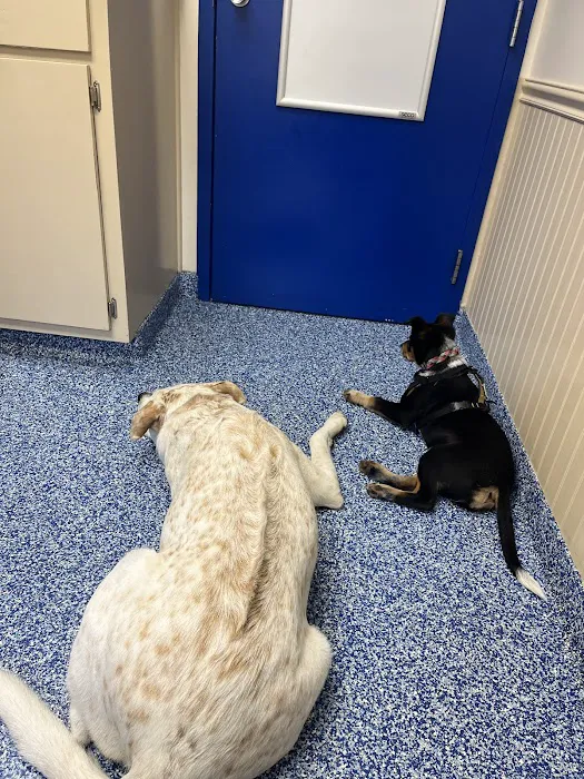 Chester Animal Clinic 8