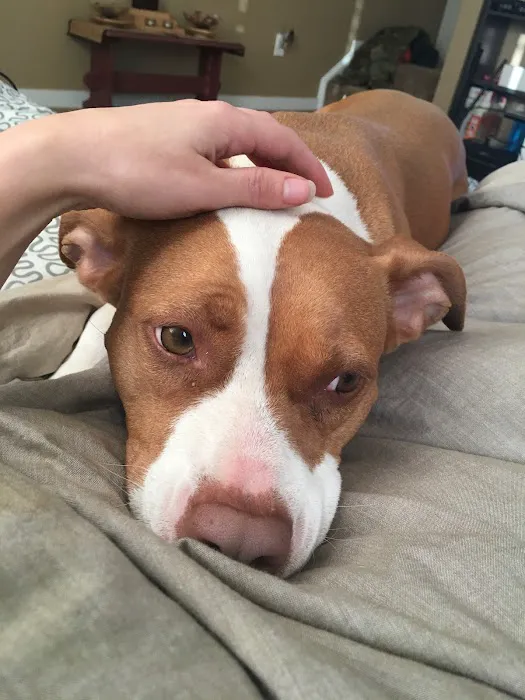 Chester Animal Clinic 5