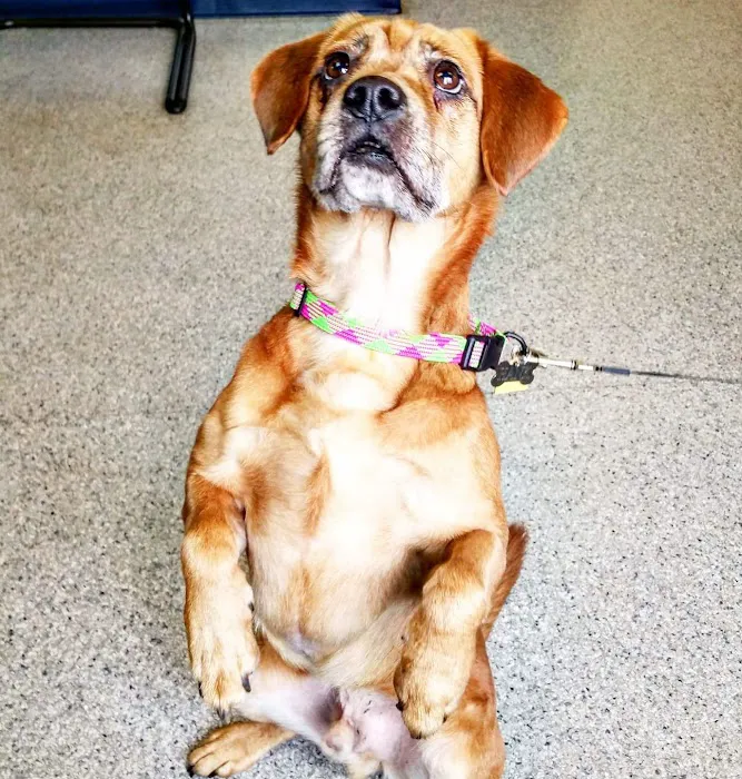 Chester Animal Clinic 7