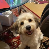 Chester Animal Clinic ico