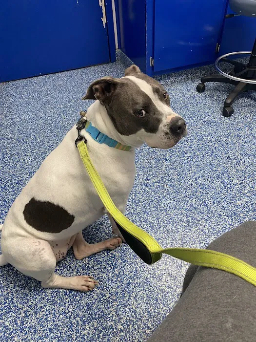 Chester Animal Clinic 3