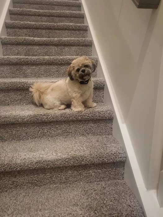 Mark's AKC Shih Tzu 9