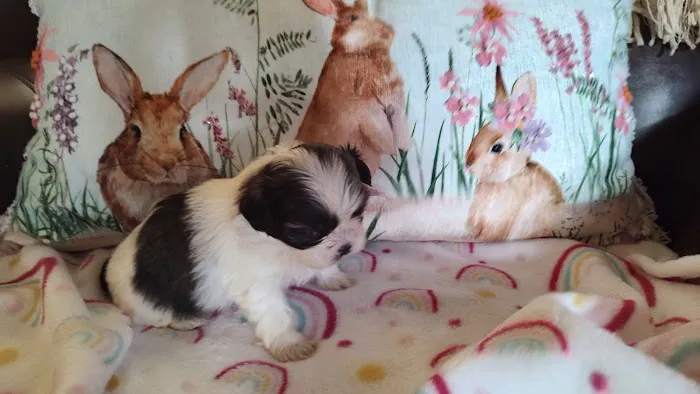 Mark's AKC Shih Tzu 3