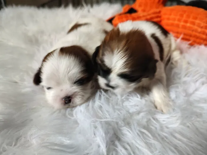 Mark's AKC Shih Tzu 7