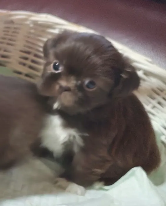 Mark's AKC Shih Tzu 4