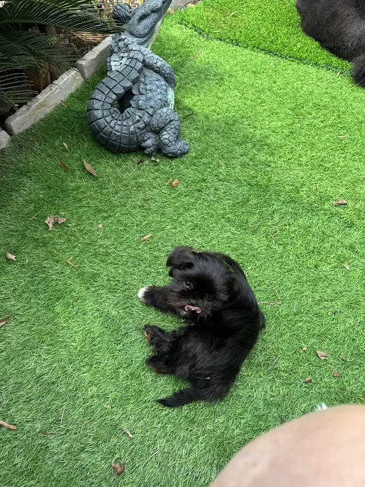 Mark's AKC Shih Tzu 2