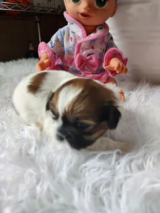 Mark's AKC Shih Tzu 6