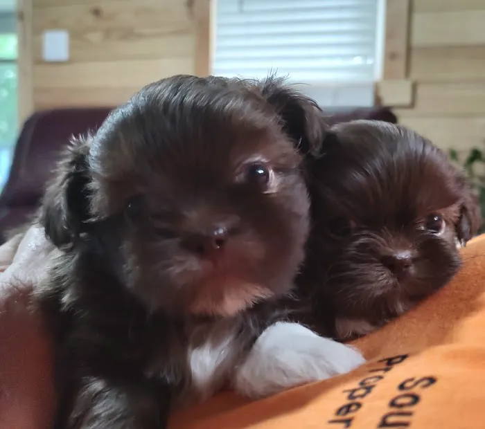 Mark's AKC Shih Tzu 5