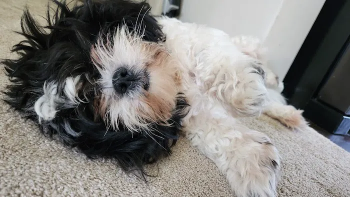 Mark's AKC Shih Tzu 8