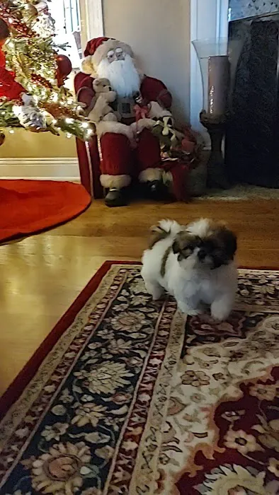 Mark's AKC Shih Tzu 1