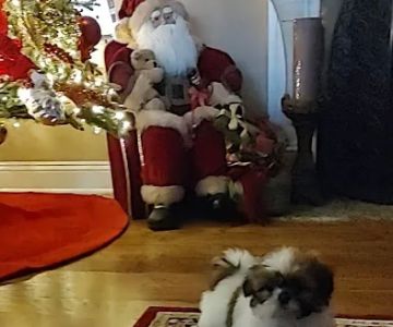 Mark's AKC Shih Tzu