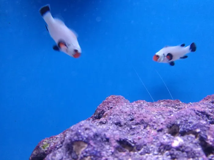 Fort Wagg Pet Store 4