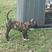 Banfield Pet Hospital ico