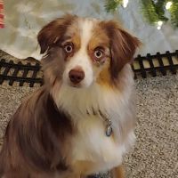 Town & Country Veterinary Clinic ico