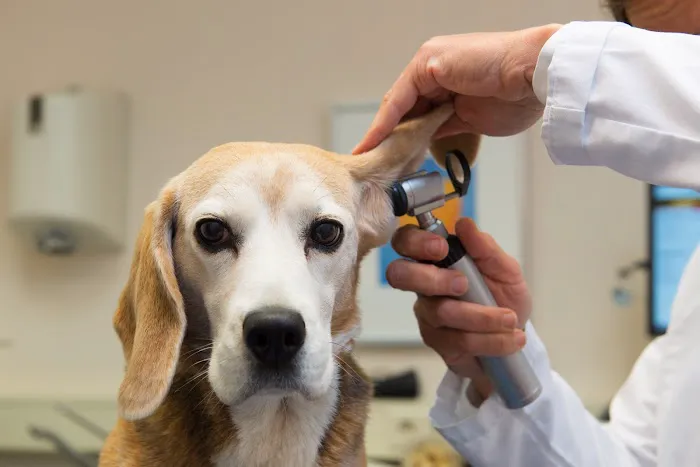 Town & Country Veterinary Clinic 12