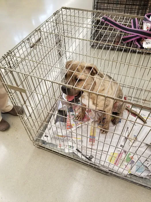 Petco 12