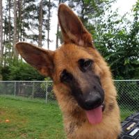 Crater Road Veterinary Hospital ico