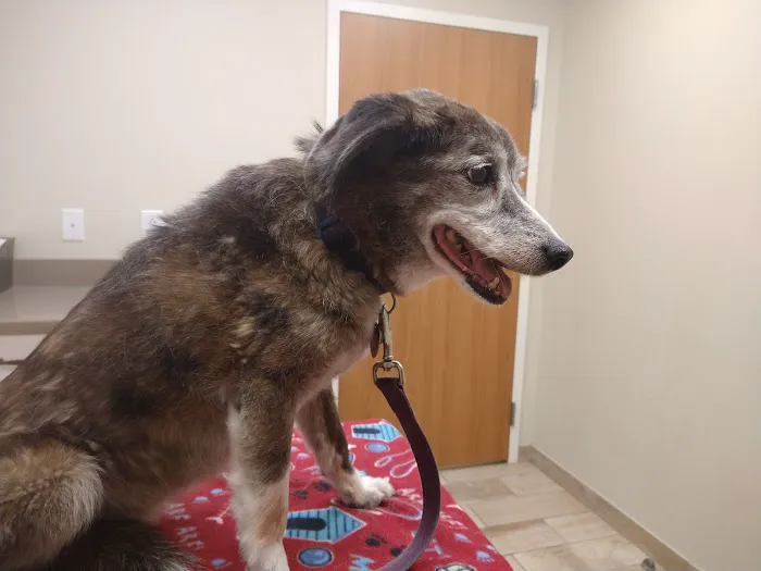Stratford Hills Veterinary Center 1