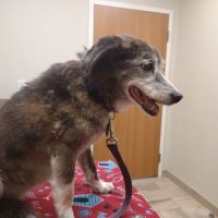 Stratford Hills Veterinary Center ico