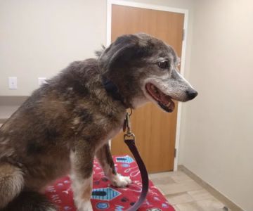 Stratford Hills Veterinary Center