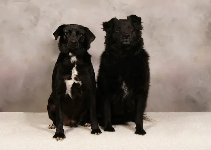 Stratford Hills Veterinary Center 3