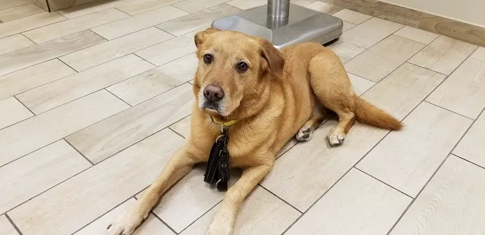 Stratford Hills Veterinary Center 6