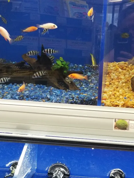 Pet Supermarket 12