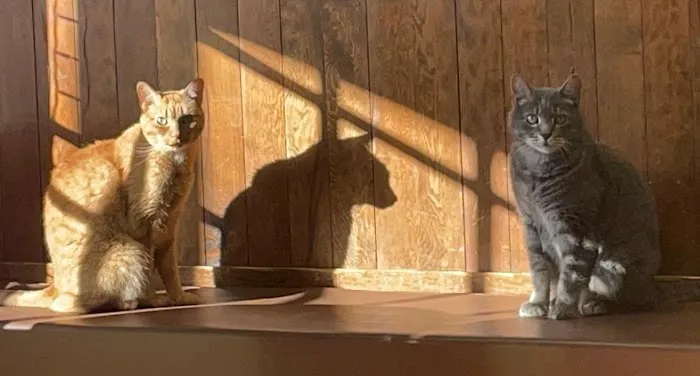 Pocoshock Animal Hospital 2